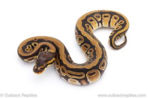 Africa Import Dinker Ball Python for sale