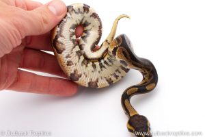 Africa Import Dinker Ball Python for sale