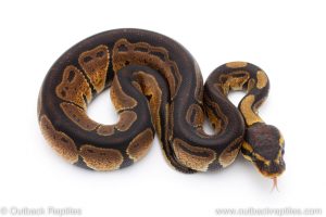 Africa Import Dinker Ball Python for sale