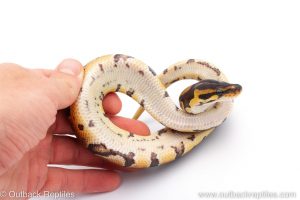 Africa Import Dinker Ball Python for sale