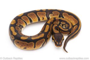 Africa Import Dinker Ball Python for sale