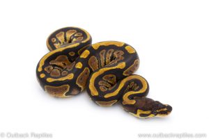 Africa Import Dinker Ball Python for sale