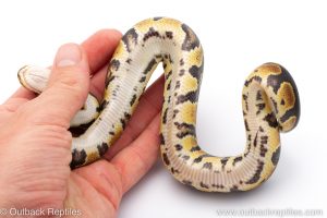 Africa Import Dinker Ball Python for sale