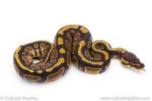 Africa Import Dinker Ball Python for sale