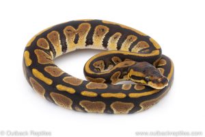 Africa Import Dinker Ball Python for sale