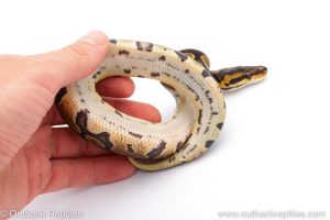 Africa Import Dinker Ball Python for sale