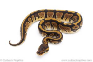 Africa Import Dinker Ball Python for sale