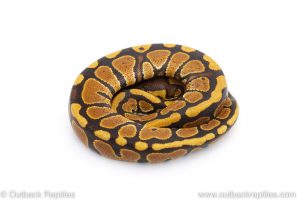 Africa Import Dinker Ball Python for sale