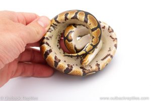 Africa Import Dinker Ball Python for sale