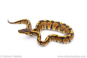 Africa Import Dinker Ball Python for sale