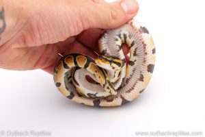 Africa Import Dinker Ball Python for sale