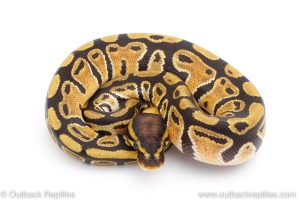 Africa Import Dinker Ball Python for sale