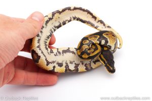 Africa Import Dinker Ball Python for sale