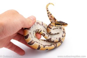 Africa Import Dinker Ball Python for sale