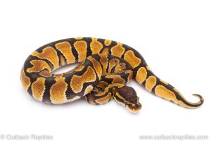 Africa Import Dinker Ball Python for sale