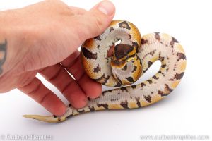 Africa Import Dinker Ball Python for sale