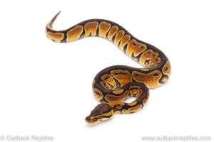 Africa Import Dinker Ball Python for sale