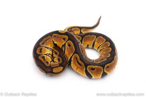 Africa Import Dinker Ball Python for sale