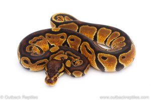 Africa Import Dinker Ball Python for sale