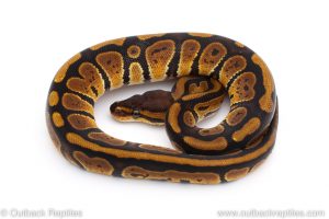 Africa Import Dinker Ball Python for sale