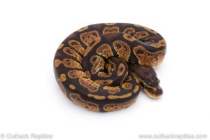 Africa Import Dinker Ball Python for sale