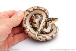 Africa Import Dinker Ball Python for sale