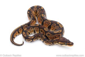 Africa Import Dinker Ball Python for sale