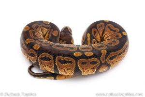 Africa Import Dinker Ball Python for sale