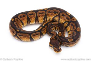 Africa Import Dinker Ball Python for sale