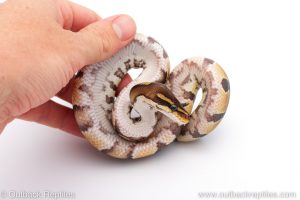 Africa Import Dinker Ball Python for sale