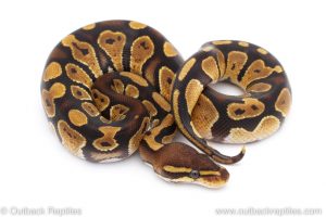 Africa Import Dinker Ball Python for sale