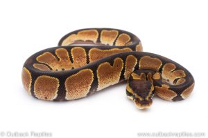 Africa Import Dinker Ball Python for sale