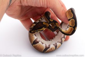 Africa Import Dinker Ball Python for sale