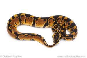 Africa Import Dinker Ball Python for sale