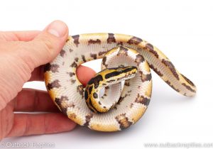 Africa Import Dinker Ball Python for sale