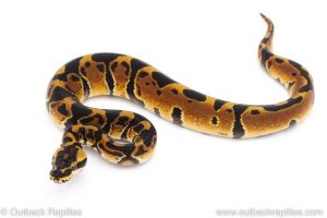 Africa Import Dinker Ball Python for sale