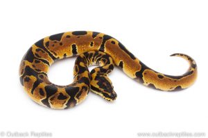 Africa Import Dinker Ball Python for sale