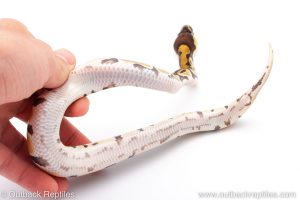 Africa Import Dinker Ball Python for sale