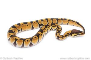 Africa Import Dinker Ball Python for sale