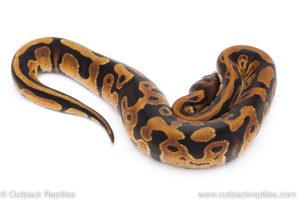 Africa Import Dinker Ball Python for sale