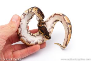 Africa Import Dinker Ball Python for sale