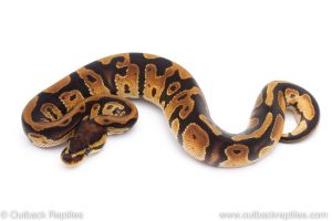 Africa Import Dinker Ball Python for sale