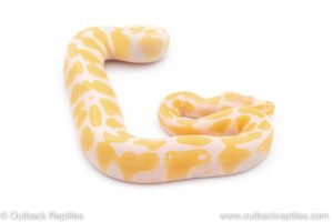 Africa Import Dinker Ball Python for sale