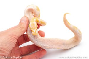 Africa Import Dinker Ball Python for sale