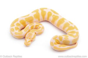 Africa Import Dinker Ball Python for sale