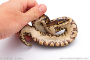 Africa Import Dinker Ball Python for sale