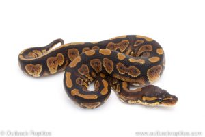 Africa Import Dinker Ball Python for sale