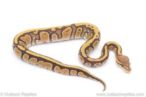 Africa Import Dinker Ball Python for sale