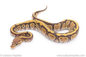 Africa Import Dinker Ball Python for sale