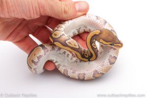 Africa Import Dinker Ball Python for sale